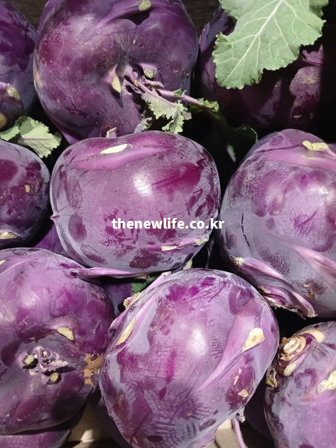 콜라비 효능을 높이는 방법을 설명하기 위한 사진으로, 가까이에서 촬영한 보라색 콜라비 실물