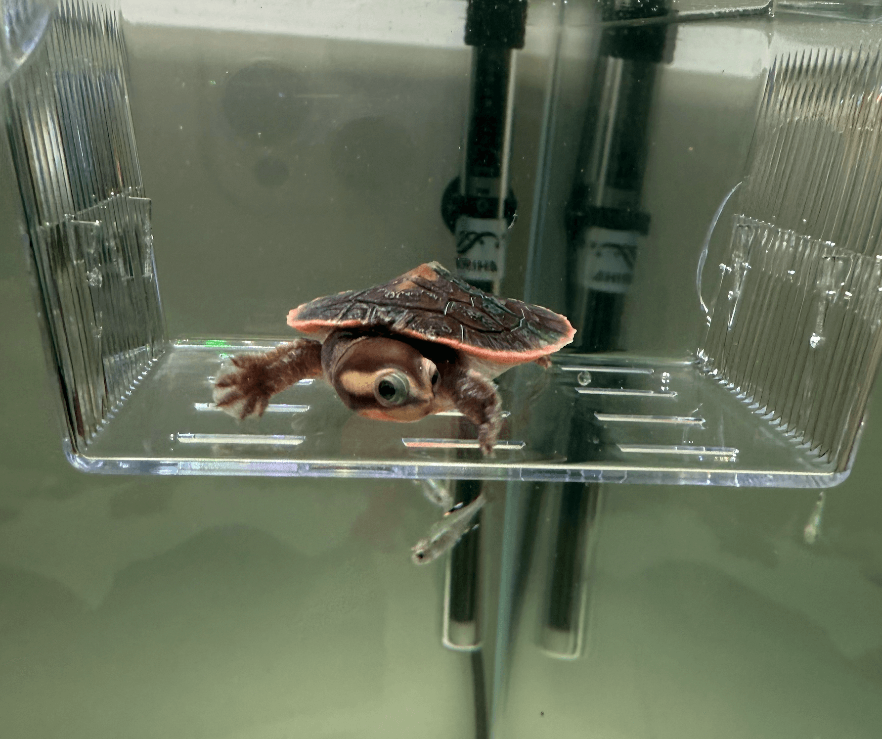 핑크벨리사이드넥