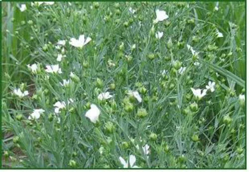 아마 재배 파종 시기 잡초 관리 섬유용 수확_2