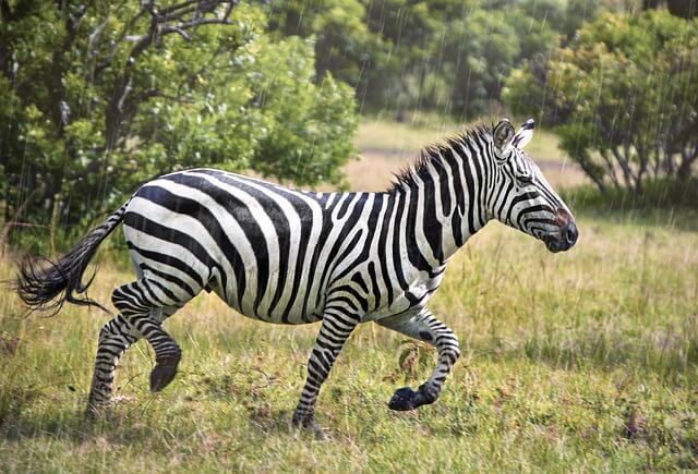 얼룩말-보는-꿈-해몽