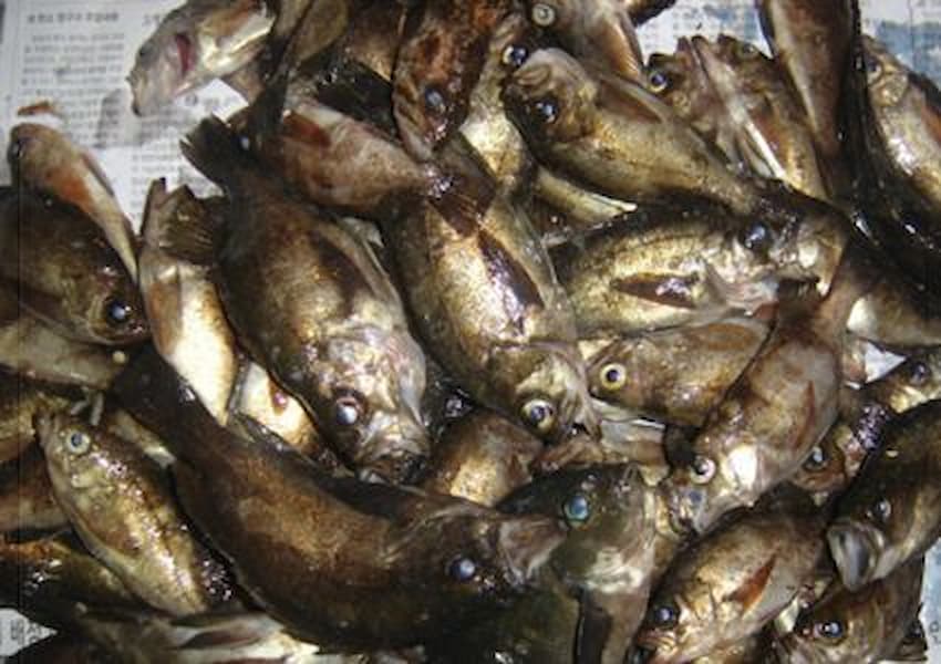 볼락 마릿수 조과 사진