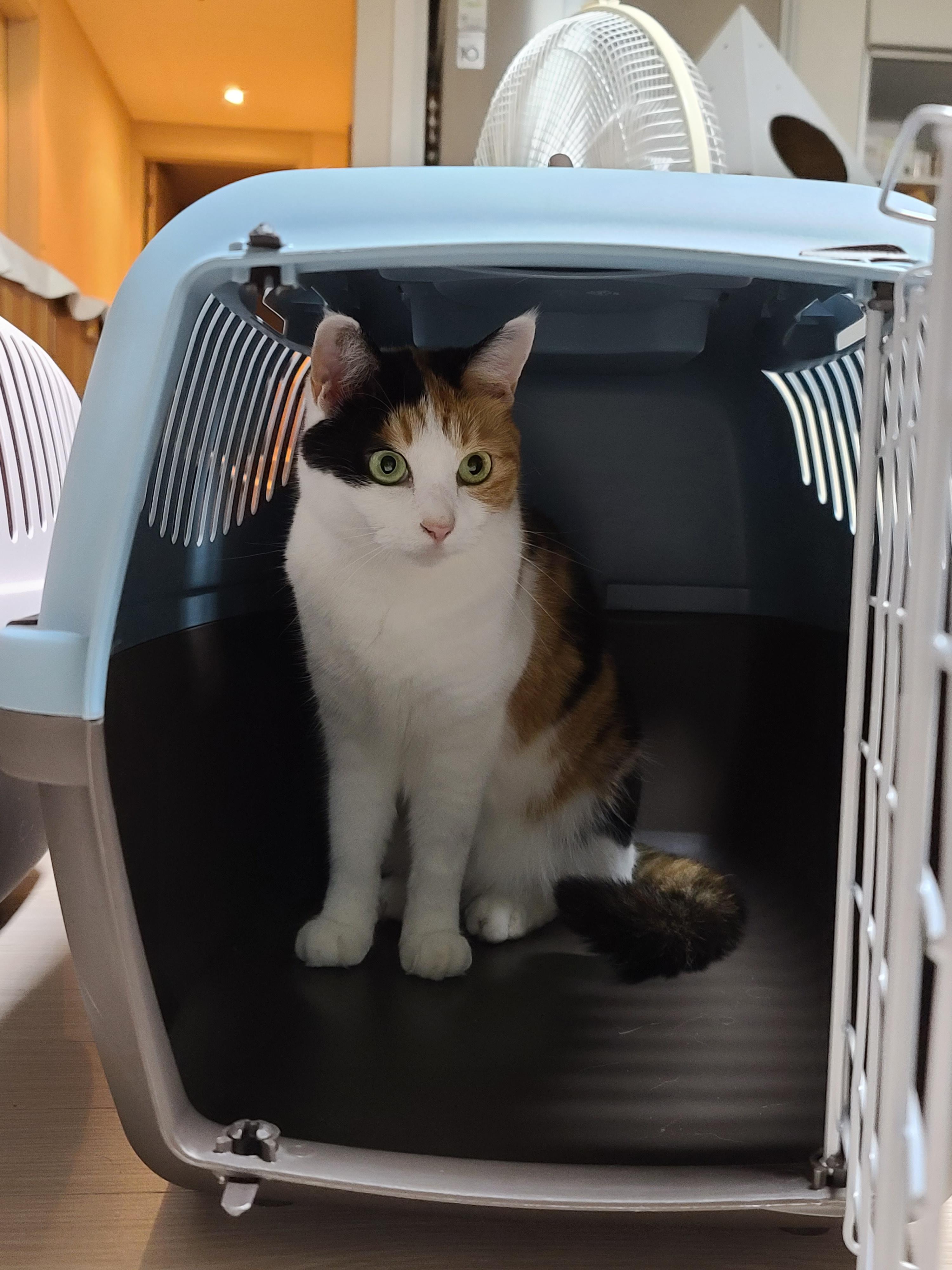 새 이동장이 왔다. 고양이들 총출동!