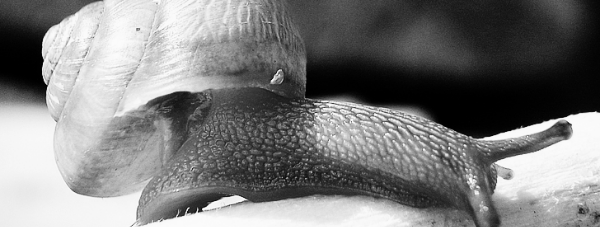 달팽이 종류: 명주 달팽이