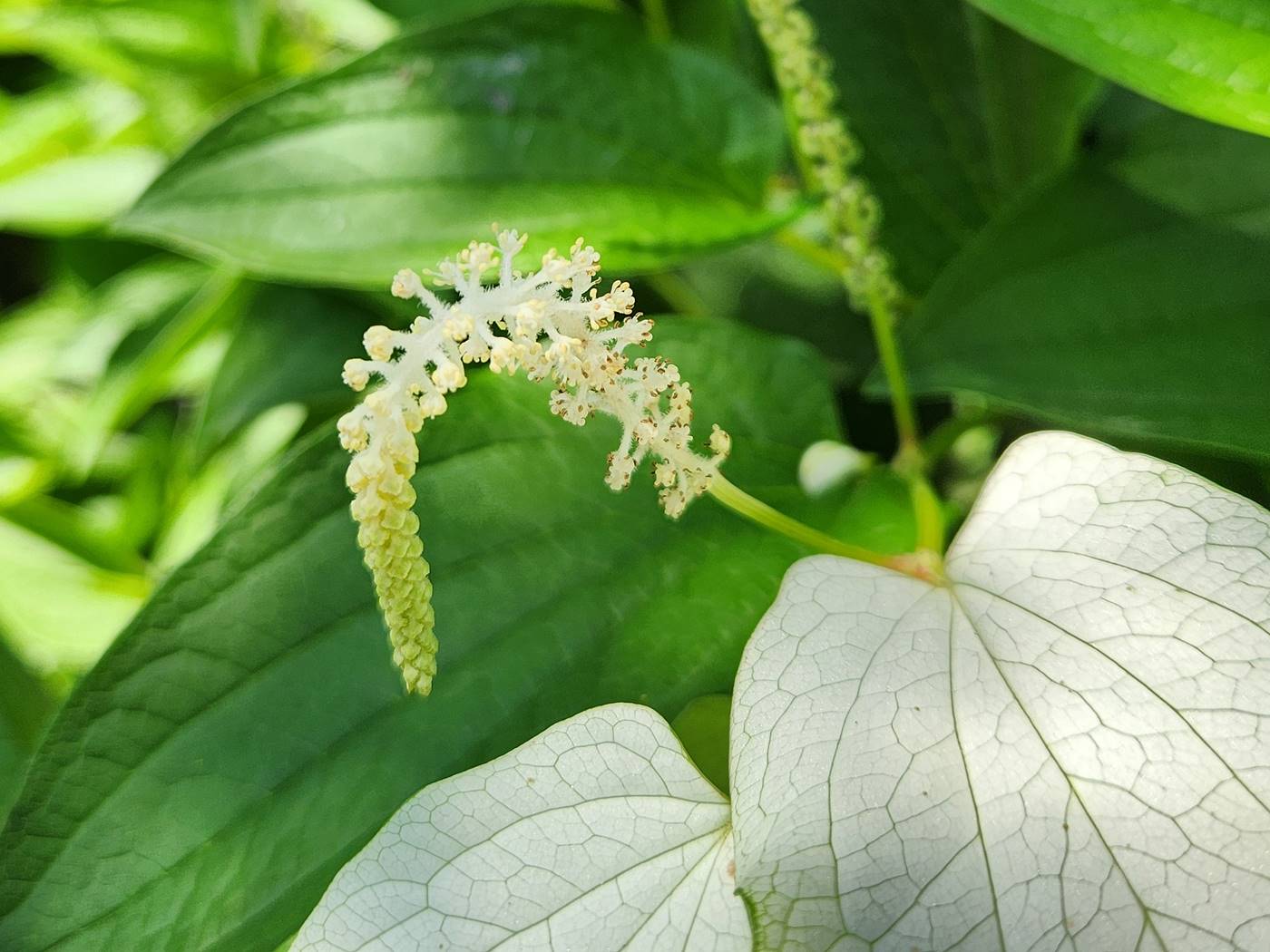 삼백초