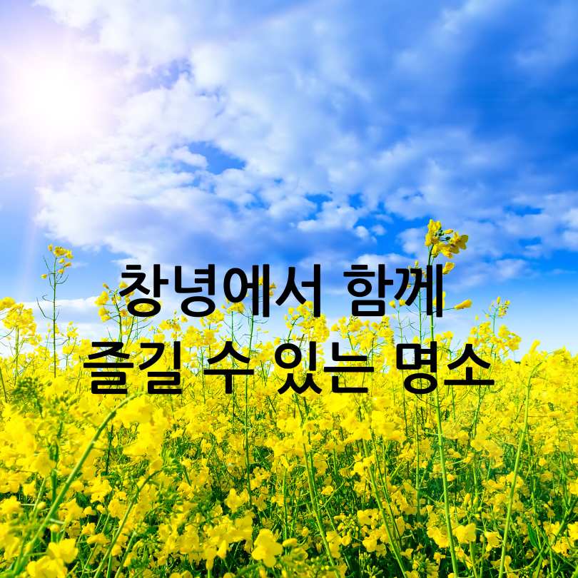 2025년 창녕 낙동강 유채축제