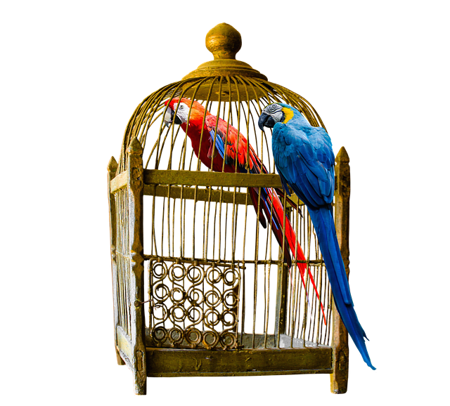 반려조류에게 필요한 비타민과 미네랄