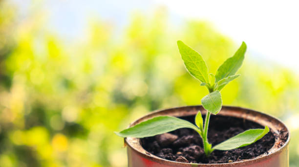 복을 부르는 일상, 행복을 만드는 습관