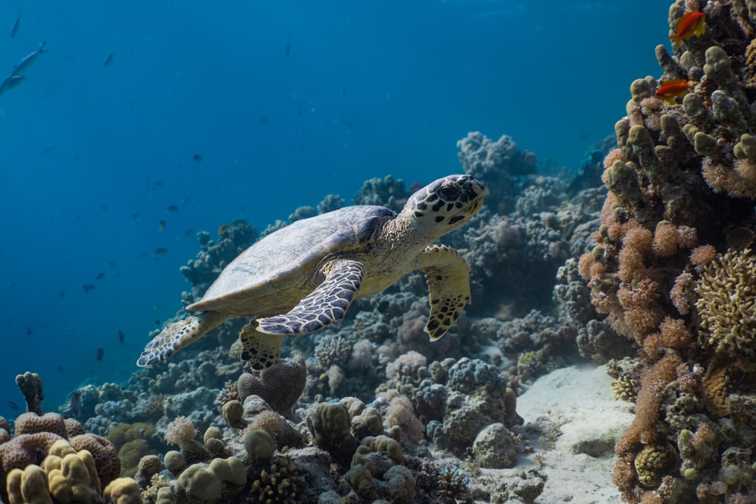 Turtle