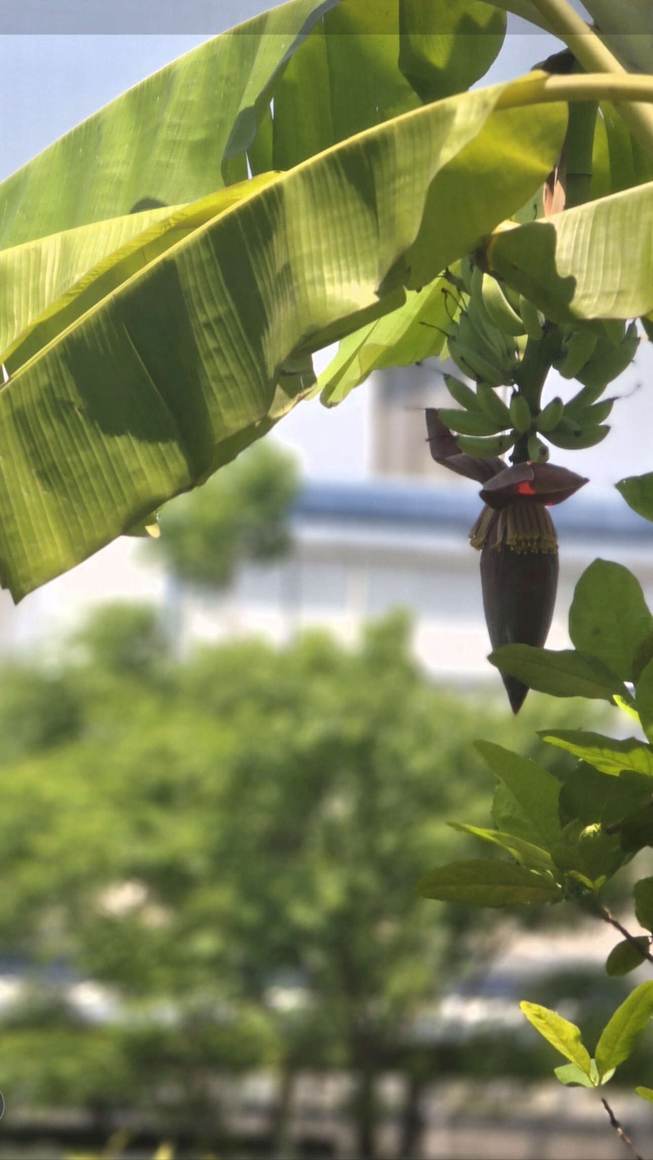 바나나 나무에 맺힌 꽃과 씨앗이 보이는 장면