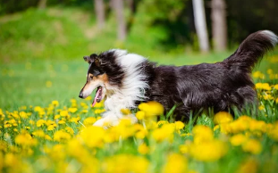 러프콜리/출처:어도비스톡