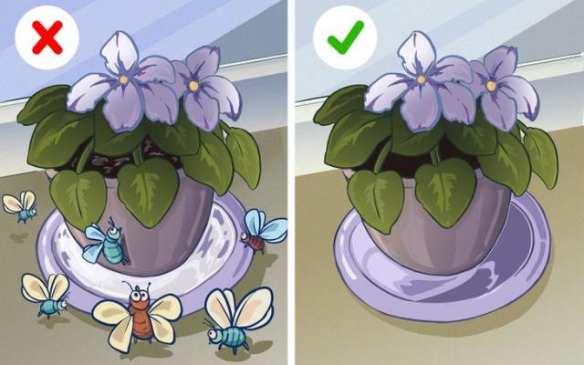 집에 벌레 들어오는 이유 벌레없는집 화분