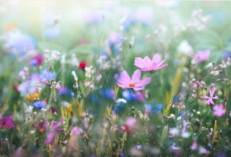 신기하게 이렇게 아름다운 향기가 나는 꽃 사진