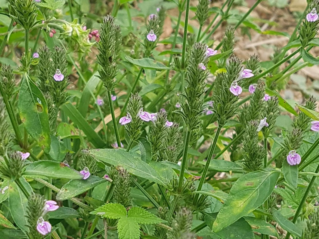 쥐꼬리망초를 ‘그냥 보라색 풀’로 넘기면 손해인 이유|군락이 말해준 신호