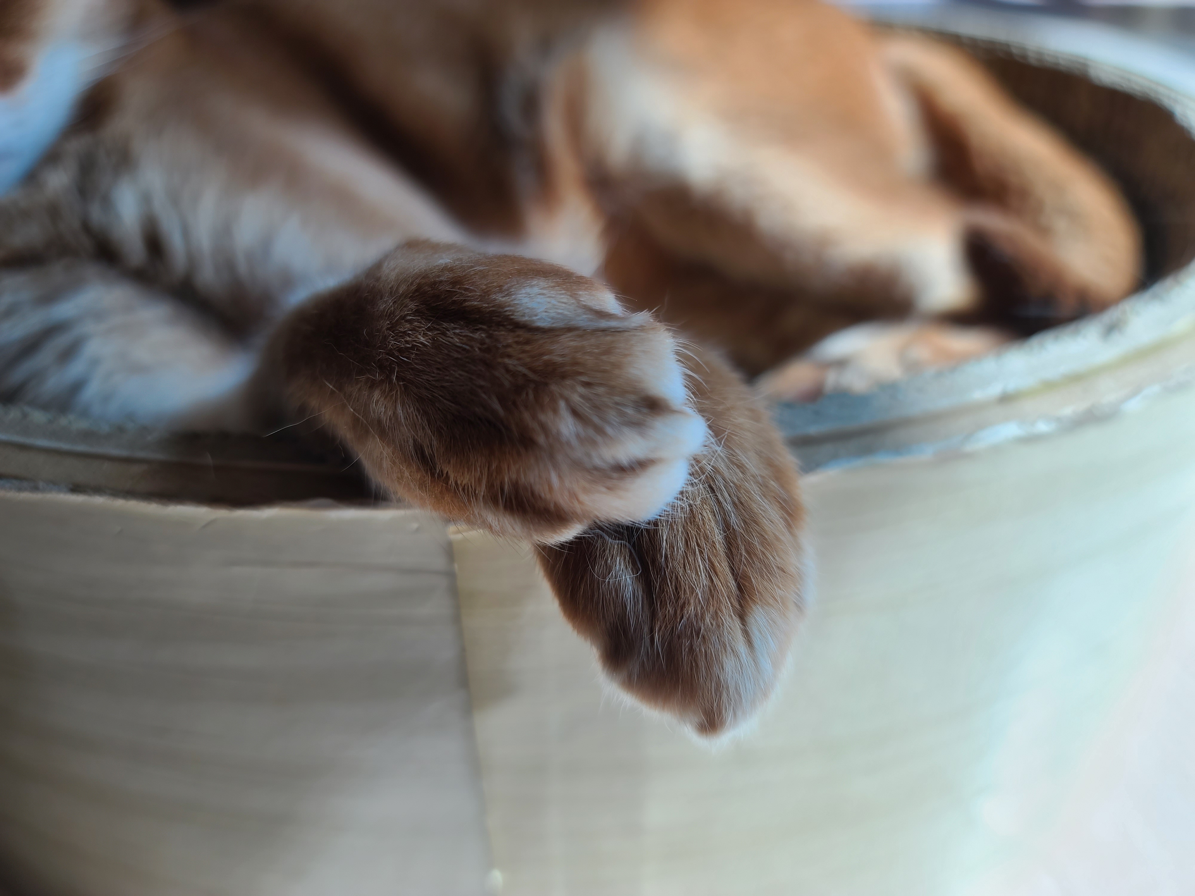 햇살 좋은날 동그라미 스크래쳐에서 느긋함을 즐기는 루나.