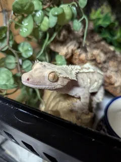 초등학생 생일선물