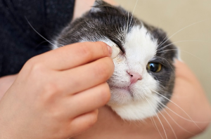 고양이