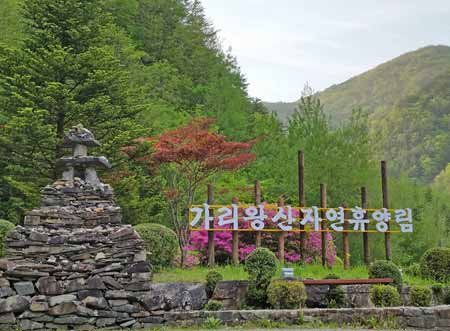 강원도 자연휴양림 예약