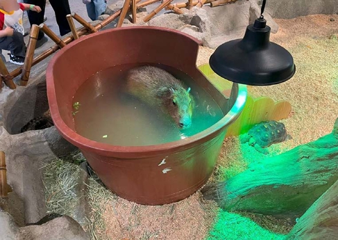 열악한 환경, 동물의 고통이 계속된다