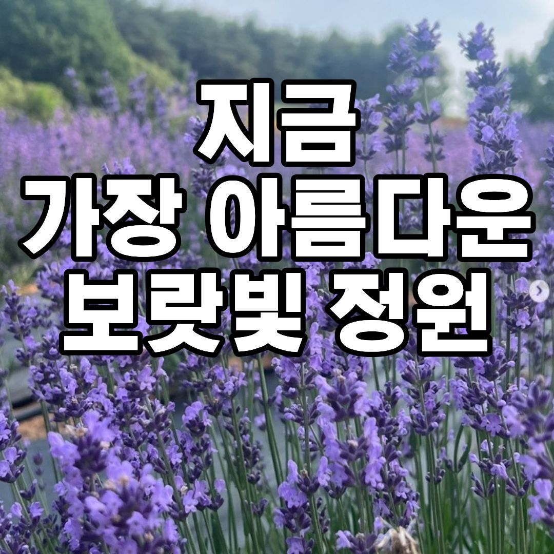 고창 청농원 라벤더 축제 2026 보랏빛 라벤더 정원 풍경