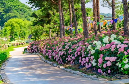 충청권 수국 명소 추천 7곳, 지금 안 가면 손해! 여름 꽃 여행지