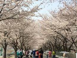 양산시 2024 물금벚꽃축제 기본일정과 프로그램 소개
