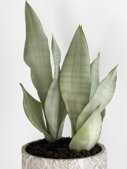 공기정화식물 BEST5 산세베리아