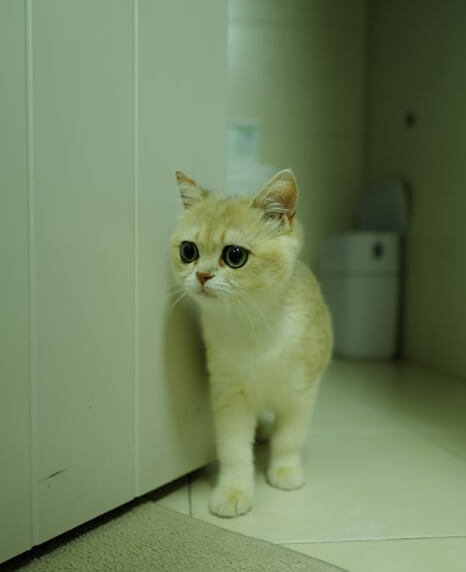 노령묘 화장실 실수가 늘어나는 이유
