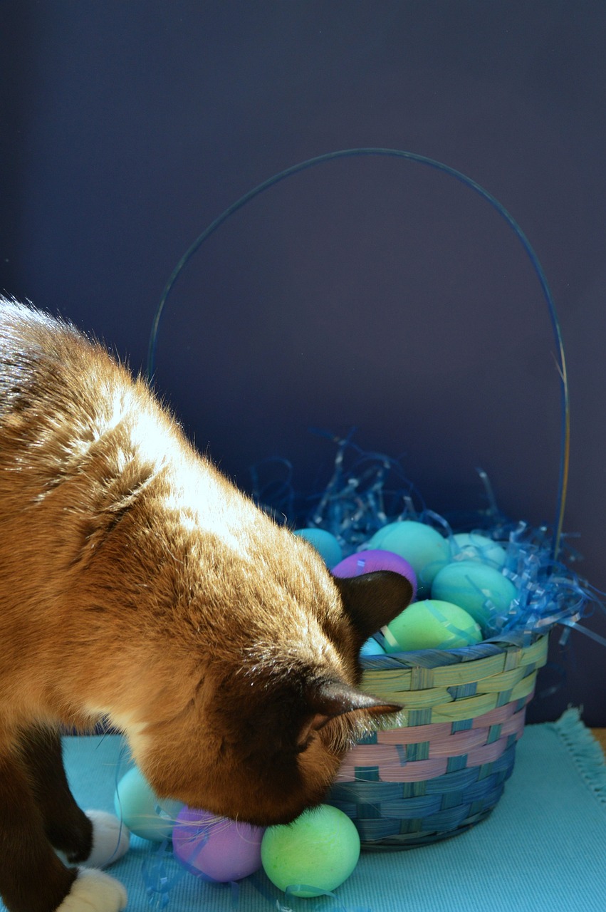 스노우슈(Snowshoe)3