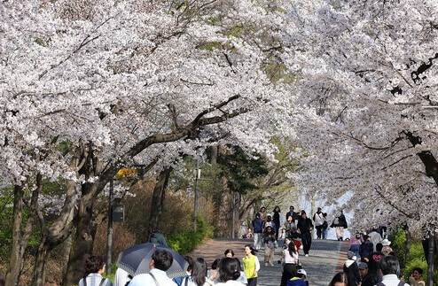 2025년 벚꽃 개화 시기 예측 및 전국 벚꽃 명소 추천: 사진 명당 주차 가는법