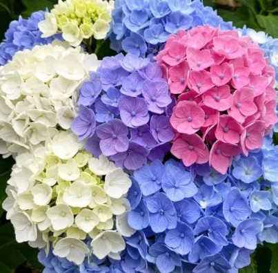 삽목 방법 총정리 - 수국&middot;블루베리&middot;장미&middot;목수국&middot;제라늄&middot;구무나무