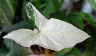 싱고니움 포도필럼(Syngonium podophyllum) &#39;Albo-Variegatum&#39; 우아한 다양한 색상