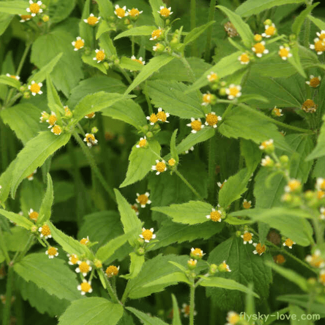 시력 개선에 효과적인 털별꽃아재비