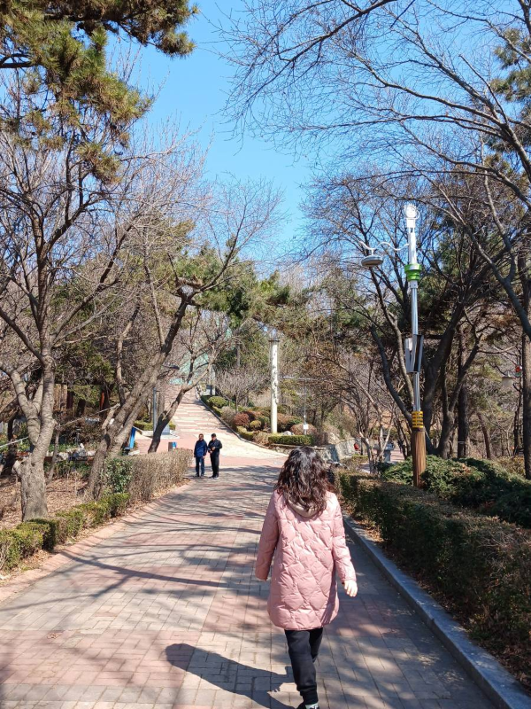 인천 자유공원 벚꽃길