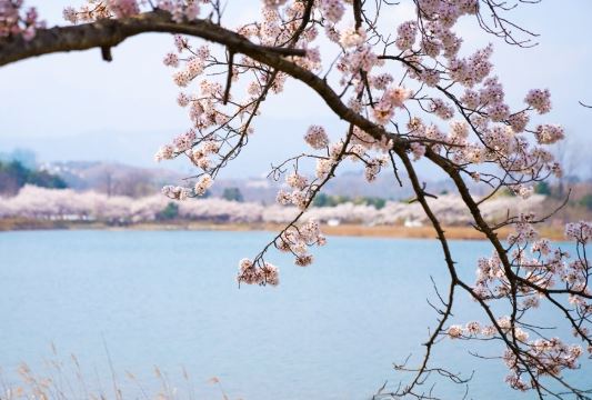 속초 벚꽃 