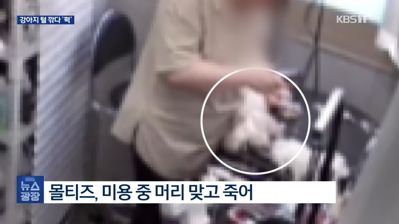 경남 창원 진해 말티즈 죽인 미용실 어디?