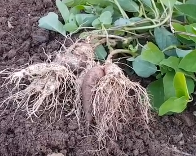 더덕씨앗 파종 시기와 키우는 방법 1