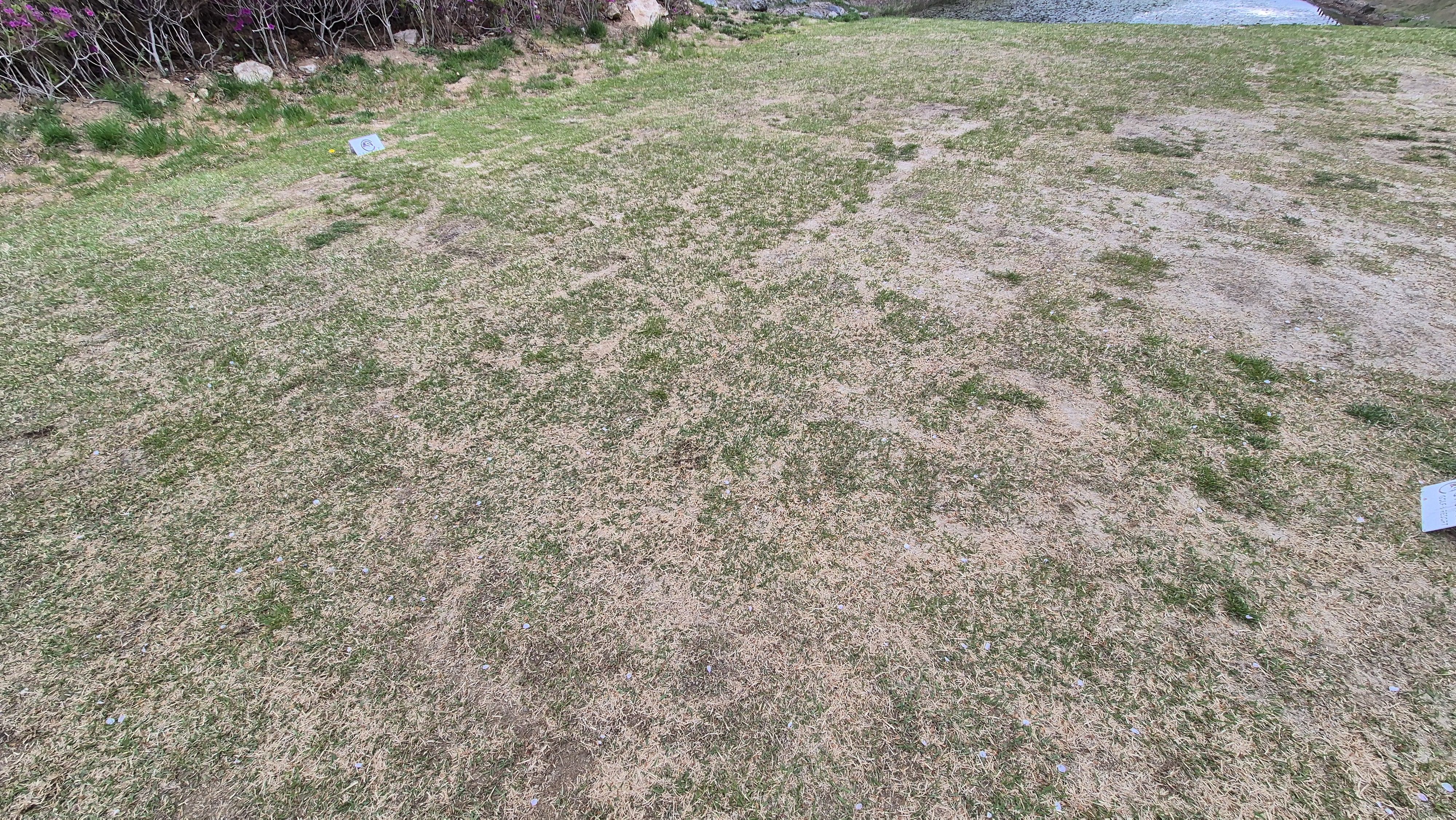 시그너스cc 코튼-라미 코스 티잉구역 상태