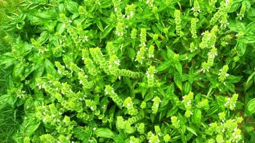 바질-키우기-씨앗-파종시기-수확시기