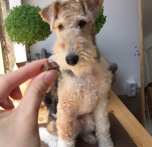 강아지 퇴행성 관절염 증상 및 관리 방법은 이렇게