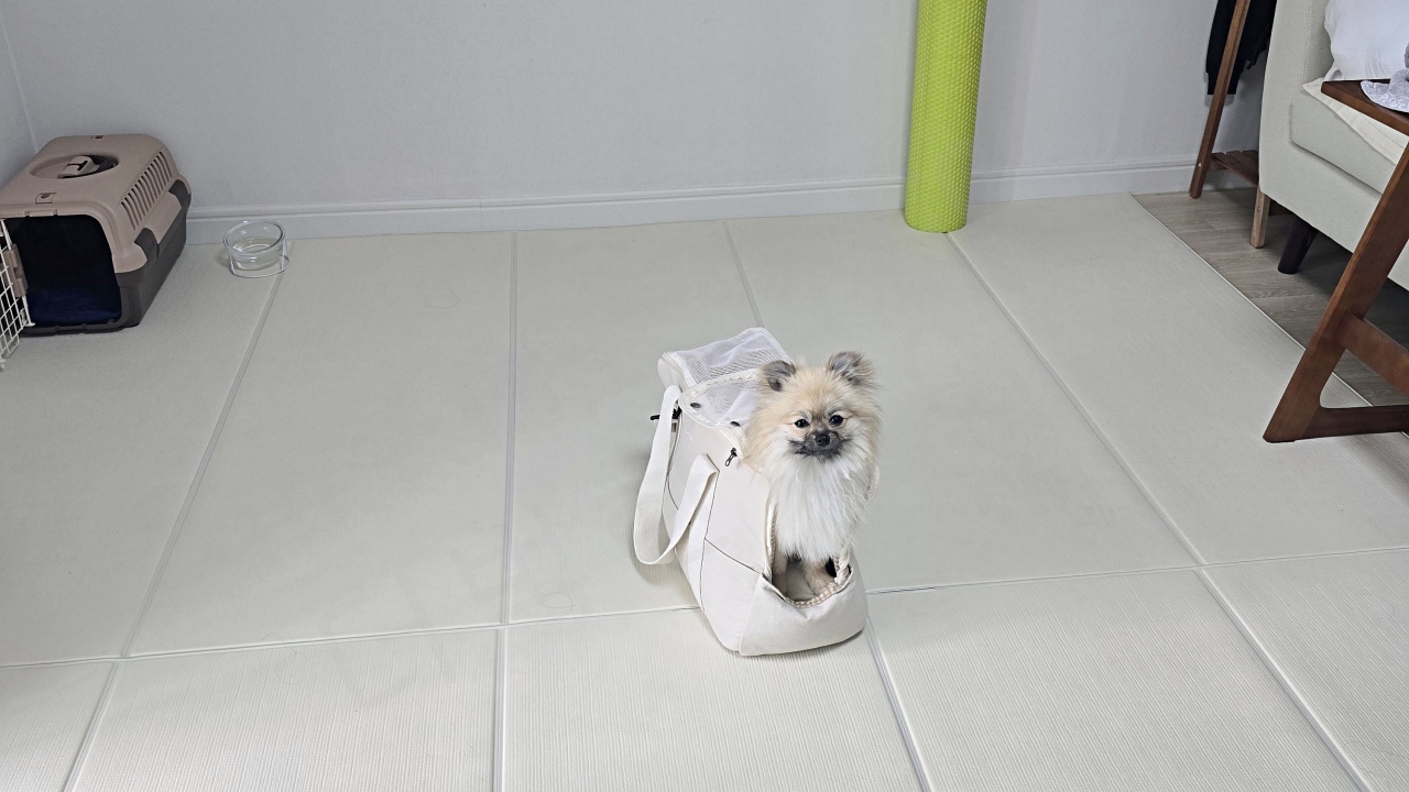 강아지 이동 가방