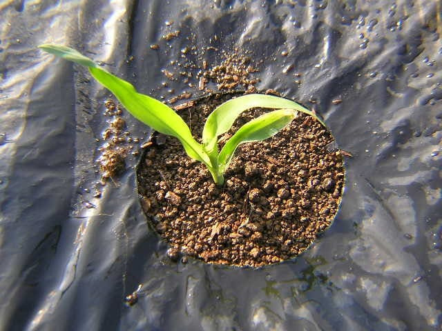 옥수수 심는시기