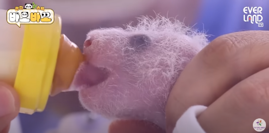 푸바오 생일잔치 판다 번식기