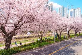 부산 달맞이길 벚꽃 드라이브 코스