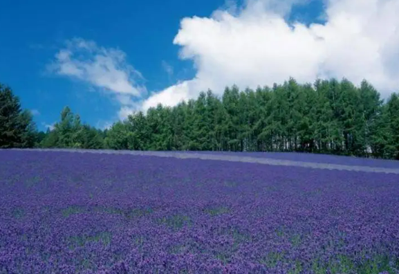 후라노-라벤더축제