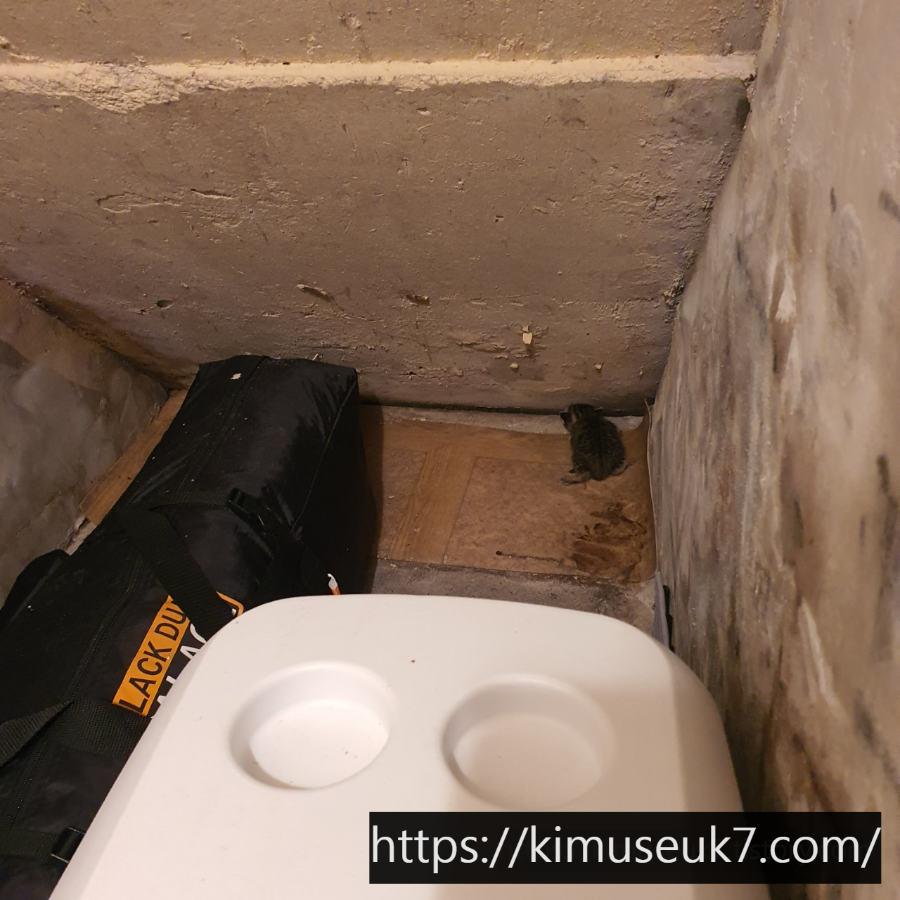 눈도 뜨지 못한 채 창고에서 발견된 아기 고양이, 구조를 결정하기까지