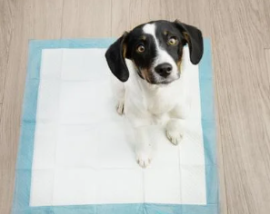강아지가 혈뇨를? 방광염과 결석 원인, 증상, 예방법 총정리