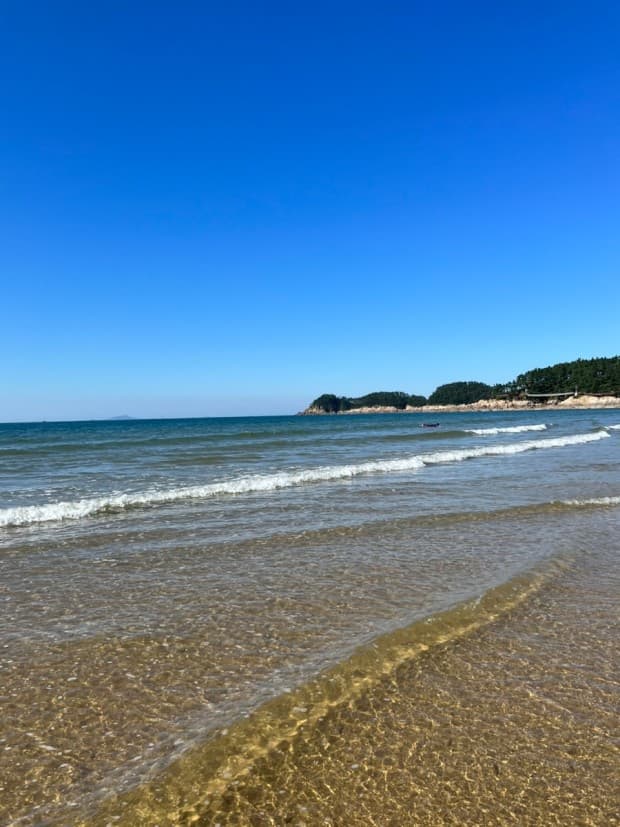 충남 태안 봄 여행지 BEST 3｜천리포수목원 목련(봄꽃)축제 주변 여행지