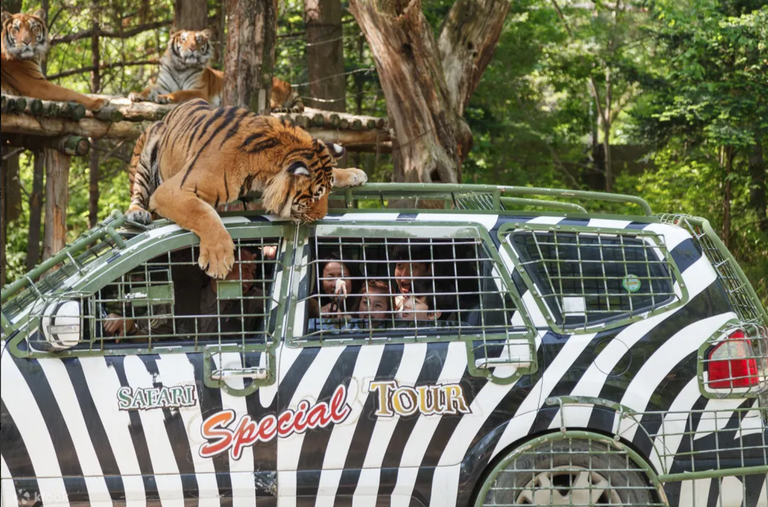 🦁 에버랜드 사파리 스페셜 투어 완벽 정리 (가격, 예약, 시간, 꿀팁까지!)
