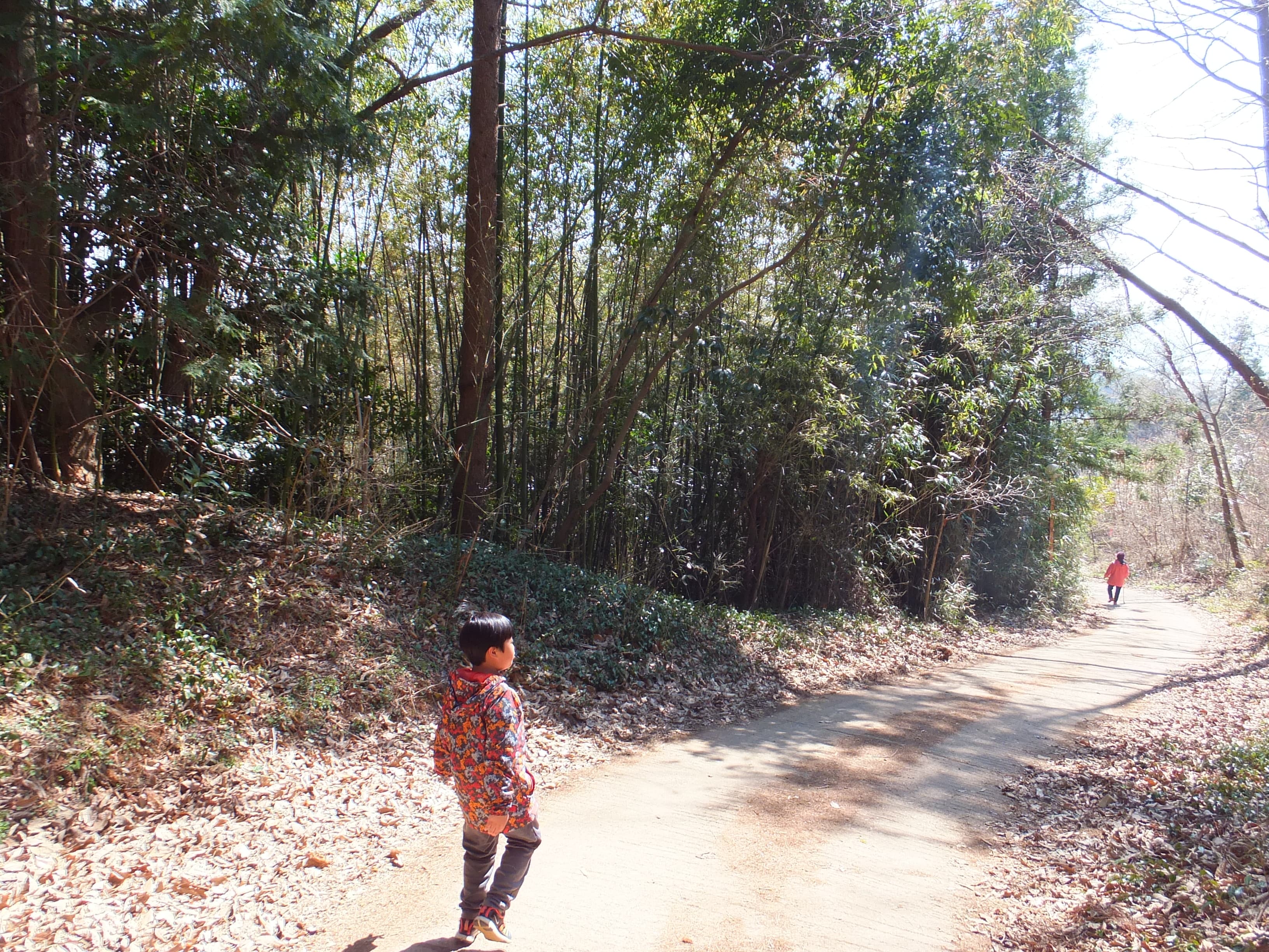 우거진 대나무 숲과 길