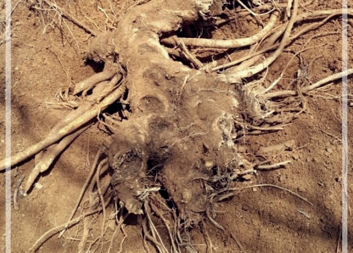 독활의 효능, 먹는법, 그리고 부작용에 관하여